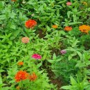 오늘, 정원 이미지