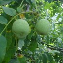 무등산 농원 이미지