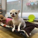 어썸 강아지 호텔 & 목욕 이미지