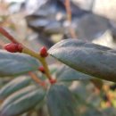 감람농장 이미지