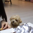 무악재역 | 무악재역 1분 컷! 가성비 치킨 맛집 '더 치킨맨' 포장 후기 (양념 &amp; 간장마늘)