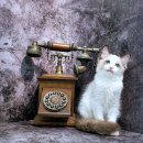 몽글몽글 이미지