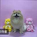 도그라움 이미지