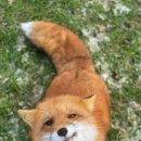 붉은여우