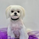 빵독 반려미용실 이미지