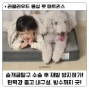 몽실펫 | 중형견 침대 관절 부담 없는 라클라우드 애견 매트리스