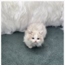 버디독 고양이분양 강아지분양 안심분양센터 인천점 이미지