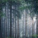 학가산우래자연휴양림 이미지