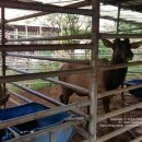 아산사슴 건강의 집 이미지