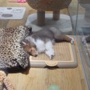 천사강아지 이미지