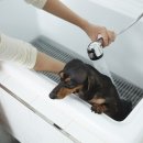 애견의 집 이미지