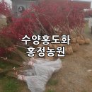 홍정농장 | 홍정농원 수양홍도화 묘목, 개복숭아 묘목 판매
