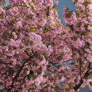 국제과학9로(유성-139) | 대전 • 4월 가볼 만한 곳 겹벚꽃 명소 카이스트 대전 겹벚꽃 위치 갑천호수공원 주차장 대전 여행