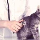 김포동물병원 이미지