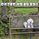 제주 와싱톤 | 제주 반려견 동반 여행 리얼 후기와 꿀팁, 추천 장소 총정리(맛집,숙소,관광지)