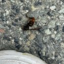 남천-4(흥산(경산방향) 버스정류장 옆) | 역 순례13 서울역에서 부산역 도보여행 신호등이 없어 막힘이 없는 쾌속질주 신바람 구간 경산역~청도역