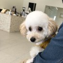아조폴랑