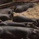 부덕농장 이미지