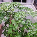 해피트리 이미지