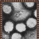 동남가축약품 | 믹소바이러스