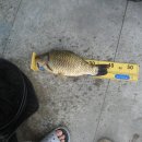 늘푸른낚시 이미지