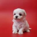 응답하라 몽몽이 이미지