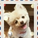 퍼피스캔들 이미지