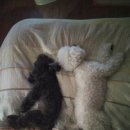 쁘띠 펫 살롱 이미지