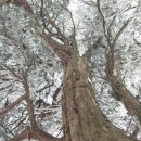 데굴데굴