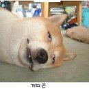 율하동물약국 이미지