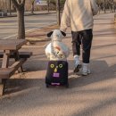 (똑똑한 우리집) 수납·정리의 기술 | 아기랑 봄여행 여행필수템 마이크로 러기지 이지 유아 타는 캐리어