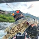 여울쏘가리 이미지