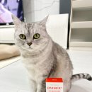 [고양이영양제] 액상이라 세상편한 고양이 면역력 영양제! 하이드롭플러스 급여후기