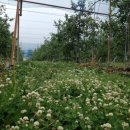 한농접목테이프 이미지