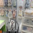 쓰담인터내셔날코리아 | 2018 프리미엄 펫쇼 in 일산 고양꽃전시관 한여름 더위를 시켜줄 시원한 후기