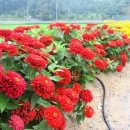 백일홍명품길 이미지