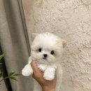 프리미엄켄넬