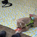 위드독스 | 다견가정의 우당탕탕 캠,, 세마리와 함께 포천 위드독스 다녀오다!