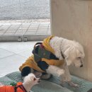 머리하는별 | [경기 화성] 향기별헤어 경기 화성점 다녀온 후기｜남자 머리 커트 + 헤어스파 만족