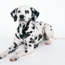 하얀강아지 이미지