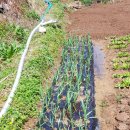 웅촌농장 이미지