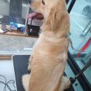 통영반려견 셀프목욕탕 이미지