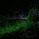 [전북 무주] 26.06.03 반딧불이 신비탐사 다녀 온 후기 / 반디랜드, 무심원, 라제가든