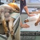 나라에이스