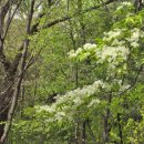 쇠물푸레나무(이명 : 좀쇠물푸레나무. 계룡쇠물푸레. 백운쇠물푸레. 백운쇠물푸레나무. 쇠나무. 쇠물푸레) 이미지
