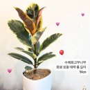 뉴천리향 이미지