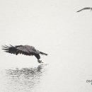 오리사냥 이미지