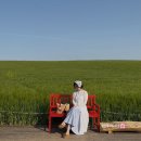 반 | 고창 청보리밭 축제 실시간 유채꽃 반 청보리 반 후기 총정리