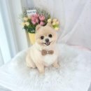 상동시민의강 | 부천 부평 애견미용 후기 및 미용 후 꿀팁(비용 포함, 부천 시민의 강)