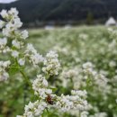 해남잔치국수 | 하동 - 해남 여행 코스 추천 part. 1 (하동 코스모스 메밀꽃 축제 - 매암제다원 - 플래닛1020 - 쌍계사)